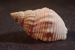 Nassarius fossatus image