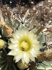 Ferocactus recurvus