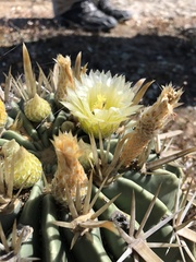 Ferocactus recurvus