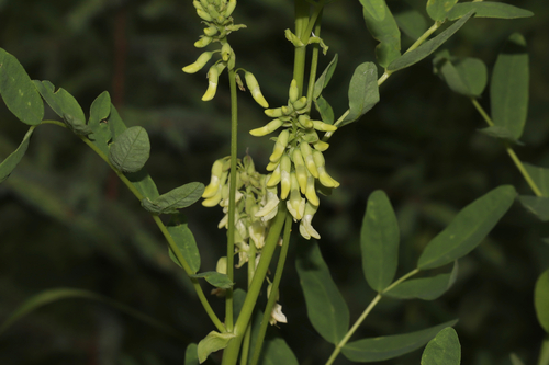 American Milkvetch (Astragalus americanus)