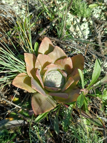 Orostachys malacophylla (Orostachys malacophylla)