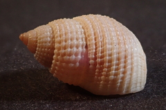 Nassarius perpinguis