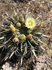 Ferocactus recurvus