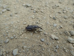 Sphenophorus australis