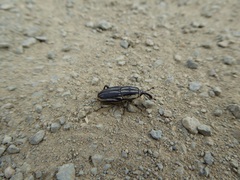 Sphenophorus australis