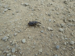 Sphenophorus australis