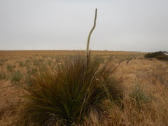 Xanthorrhoea caespitosa