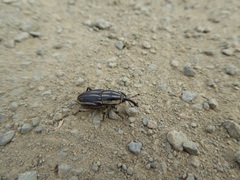 Sphenophorus australis