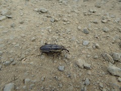 Sphenophorus australis