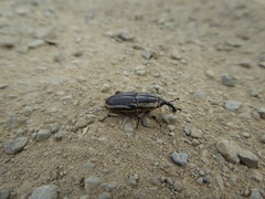 Sphenophorus australis