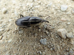 Sphenophorus australis