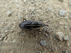 Sphenophorus australis