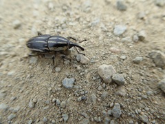 Sphenophorus australis