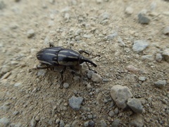 Sphenophorus australis
