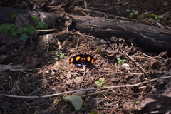 Catonephele numilia esite