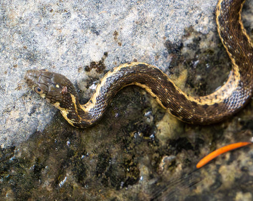 iNaturalist observation photo of Sierra Garter Snake