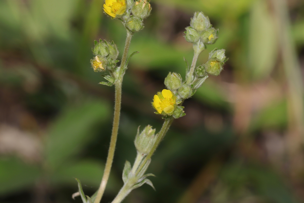 Potentilla bipinnatifida; photograph (c) Dustin Snider, some rights reserved (CC BY)