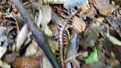 Cormocephalus rubriceps