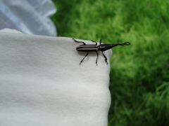 Brentinae