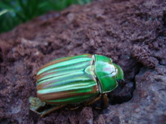 Chrysina adelaida