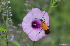 Chauliognathus profundus