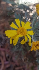 Euryops pectinatus