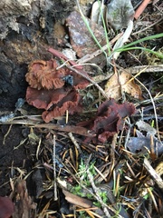 Tubaria punicea