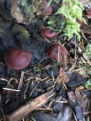Tubaria punicea