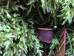 Tubaria punicea