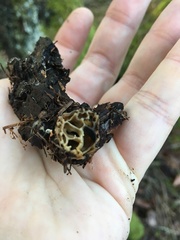 Helvellaceae