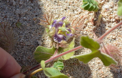 Passiflora arida