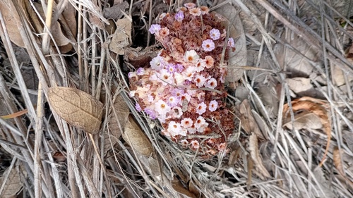Lennoa madreporoides
