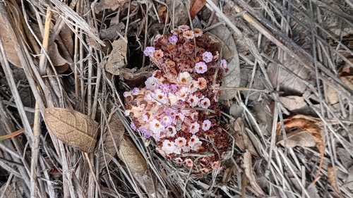 Lennoa madreporoides, photograph 1