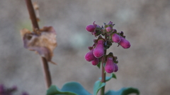 Penstemon clevelandii clevelandii