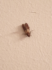 Plodia interpunctella