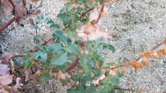 Penstemon clevelandii clevelandii