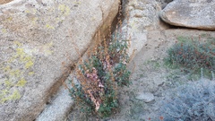 Penstemon clevelandii clevelandii