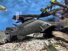 Silver Perch photo 2
