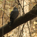 Red-chested Goshawk (Banded) - Photo (c) Julien Renoult, some rights reserved (CC BY), uploaded by Julien Renoult