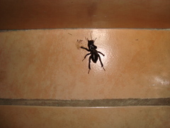Stenopelmatus minor