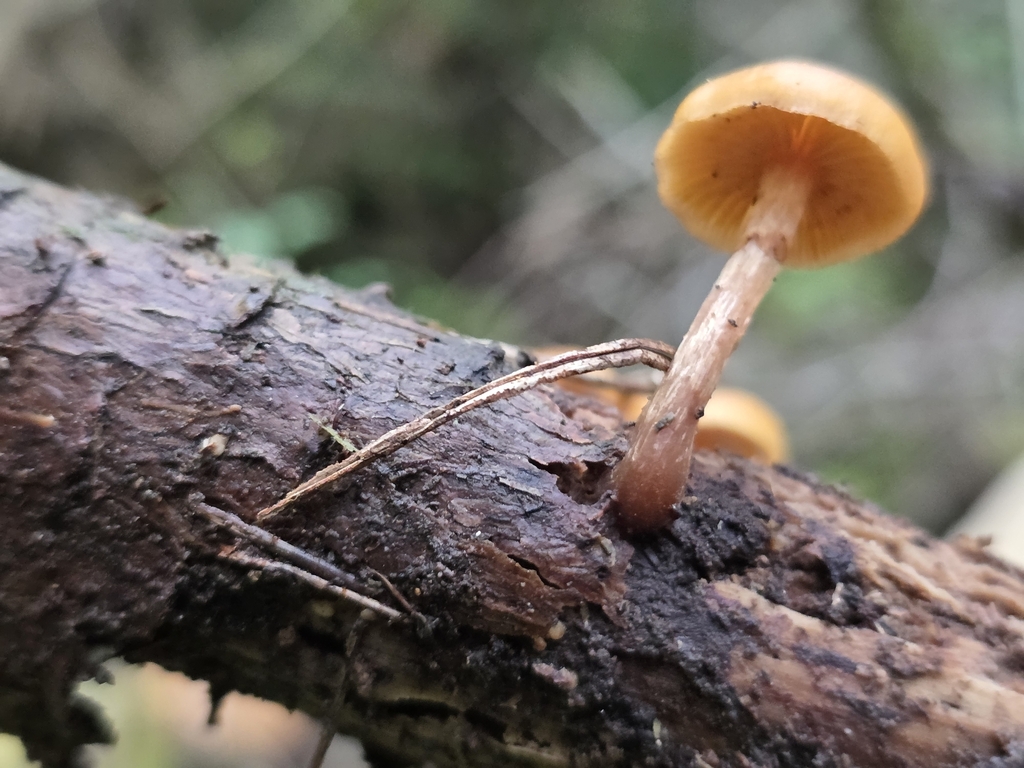 Galerina patagonica · September 2025 · photo: © scottdex (iNaturalist, cc0)