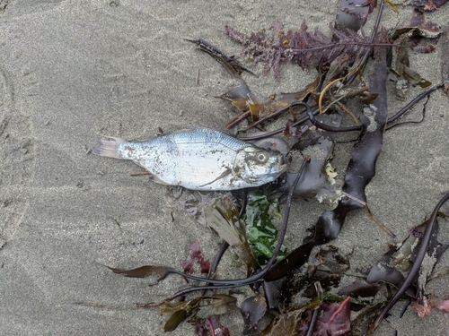 Spotfin surfperch (Hyperprosopon anale) — Embiotocidae — 5