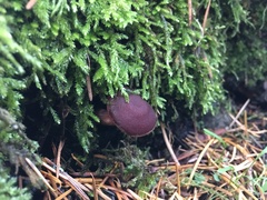 Tubaria punicea