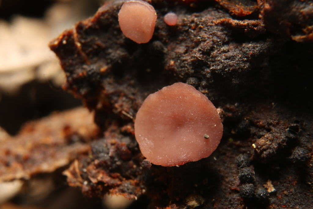 Neobulgaria sp. 'CA01'