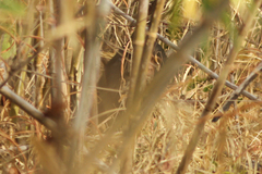 Pan troglodytes verus