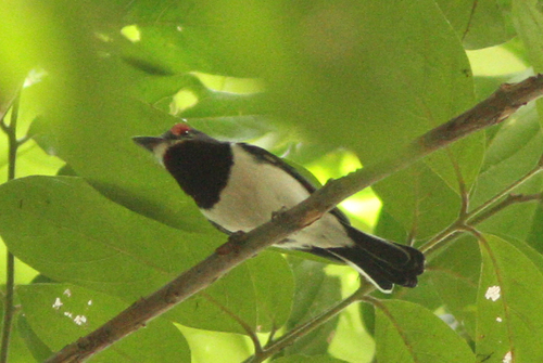Brown-throated Wattle-eye (Platysteira cyanea), photo 9