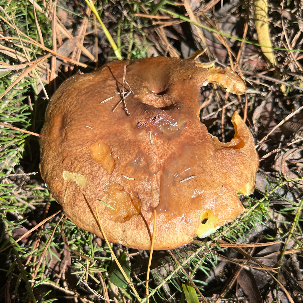 Suillus luteus · September 2025 · photo: © douch (iNaturalist, cc-by-sa)