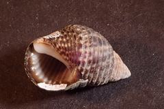 Planaxis sulcatus