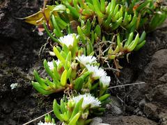 Disphyma australe australe