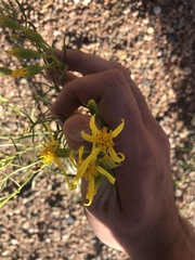 Senecio riddellii